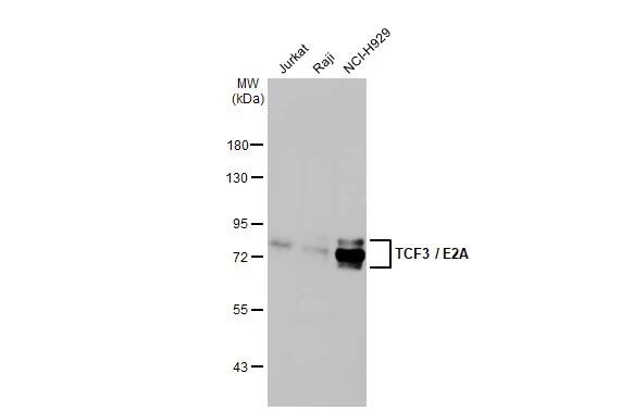 TCF-3/E2A Antibody (HL1954) - Azide and BSA Free