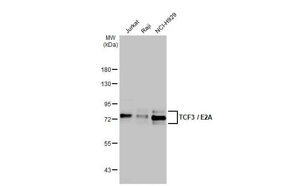 TCF-3/E2A Antibody (HL1955) - Azide and BSA Free