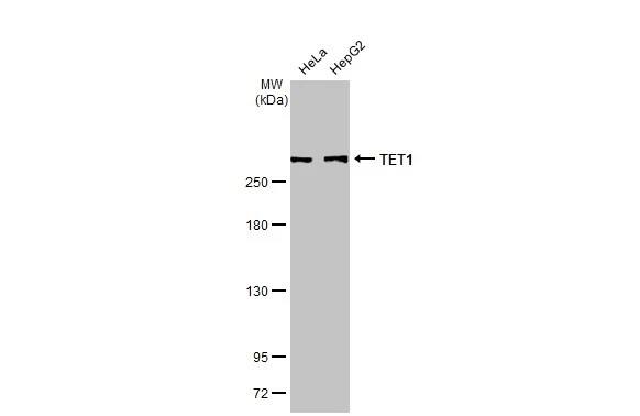 TET1 Antibody (GT1382) - Azide and BSA Free