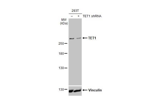 TET1 Antibody (GT231) - Azide and BSA Free