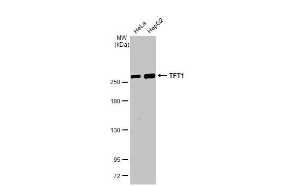 TET1 Antibody (GT2457) - Azide and BSA Free