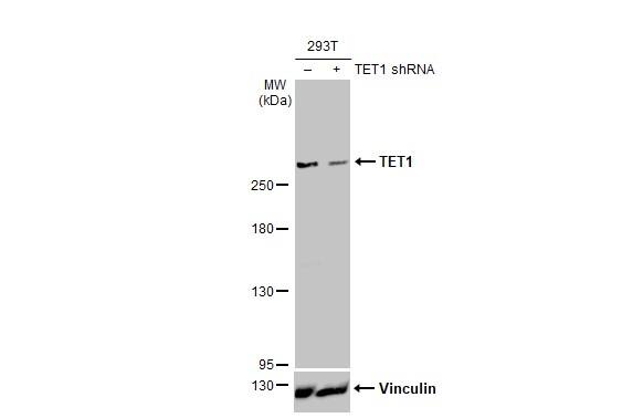 TET1 Antibody (GT2457) - Azide and BSA Free