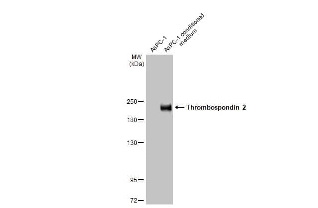 Thrombospondin-2 Antibody (HL1140) - Azide and BSA Free