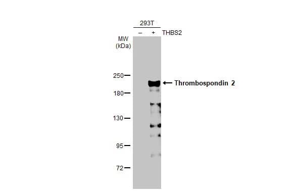 Thrombospondin-2 Antibody (HL1140) - Azide and BSA Free