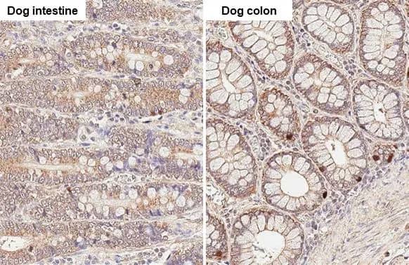 Thymidylate Synthase Antibody (HL1236) - Azide and BSA Free