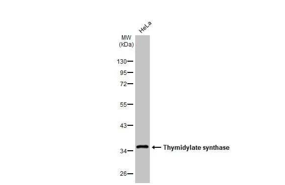 Thymidylate Synthase Antibody (HL1236) - Azide and BSA Free