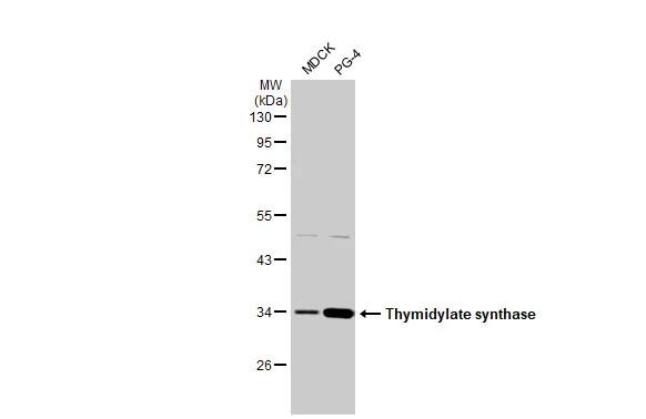 Thymidylate Synthase Antibody (HL1236) - Azide and BSA Free