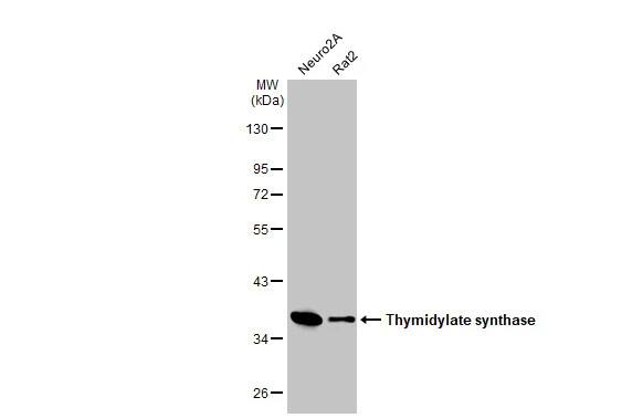 Thymidylate Synthase Antibody (HL1236) - Azide and BSA Free