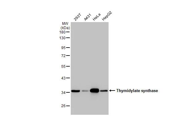 Thymidylate Synthase Antibody (HL1237) - Azide and BSA Free