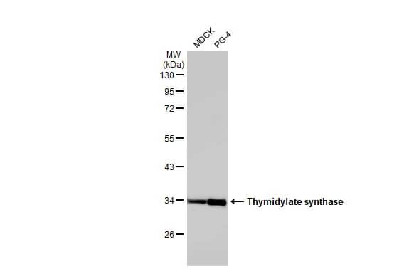 Thymidylate Synthase Antibody (HL1237) - Azide and BSA Free