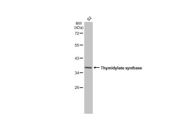 Thymidylate Synthase Antibody (HL1237) - Azide and BSA Free