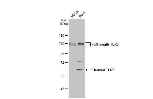 TLR3 Antibody (HL2314) - Azide and BSA Free