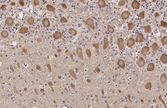 TLR3 Antibody (HL2314) - Azide and BSA Free