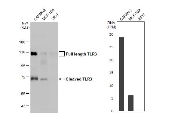 TLR3 Antibody (HL2314) - Azide and BSA Free