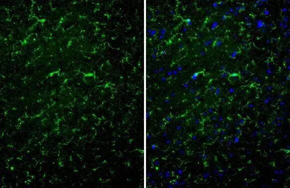 TMEM119 Antibody (HL2415) - Azide and BSA Free