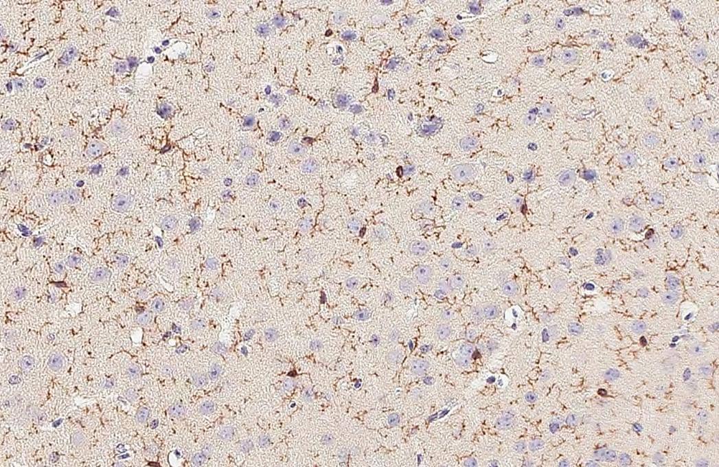 TMEM119 Antibody (HL2415) - Azide and BSA Free