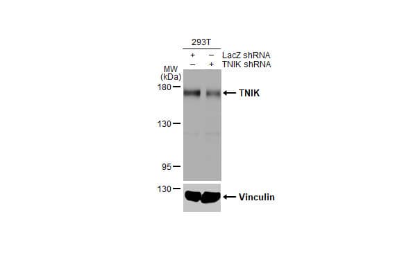 TNIK Antibody (HL1751) - Azide and BSA Free