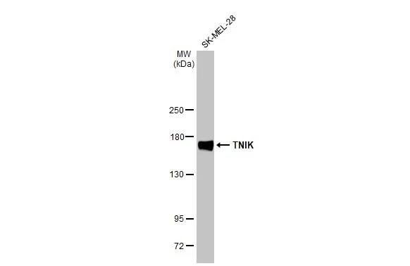 TNIK Antibody (HL1751) - Azide and BSA Free