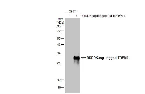 TREM2 Antibody (HL1738) - Azide and BSA Free