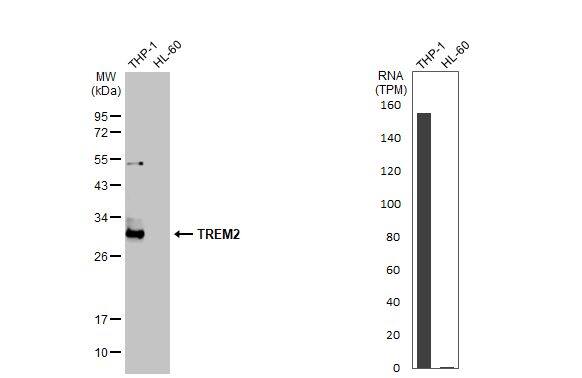 TREM2 Antibody (HL1738) - Azide and BSA Free