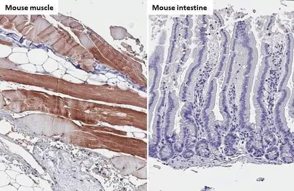 TRIM72 Antibody (HL1853) - Azide and BSA Free