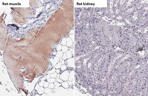 TRIM72 Antibody (HL1853) - Azide and BSA Free