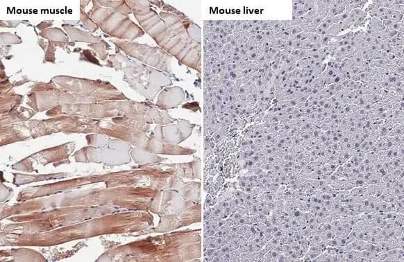 TRIM72 Antibody (HL1855) - Azide and BSA Free