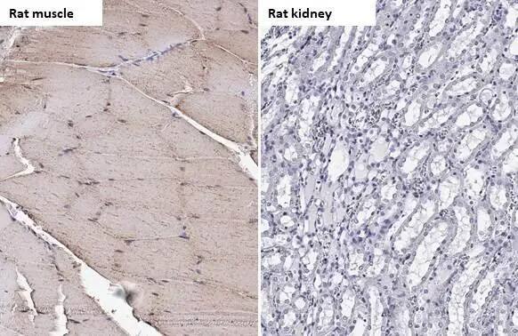 TRIM72 Antibody (HL1855) - Azide and BSA Free
