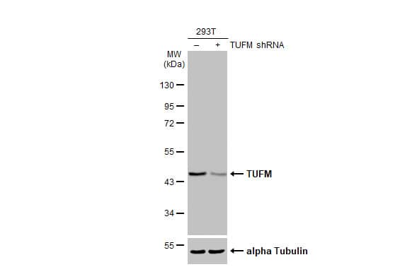 TUFM Antibody (HL2193) - Azide and BSA Free
