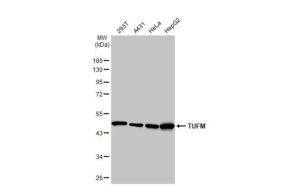 TUFM Antibody (HL2193) - Azide and BSA Free