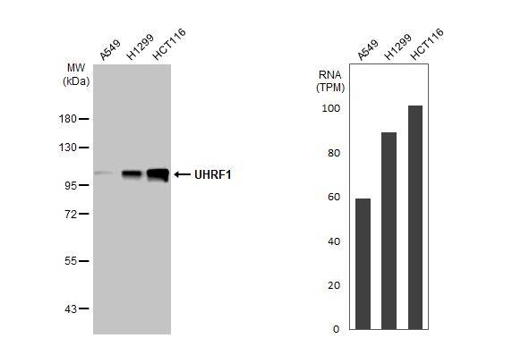UHRF1 Antibody (HL2287) - Azide and BSA Free