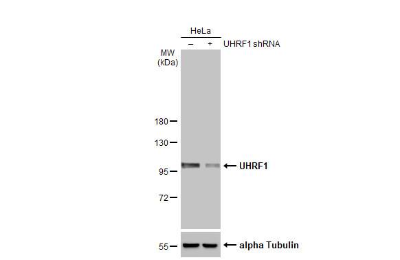 UHRF1 Antibody (HL2287) - Azide and BSA Free
