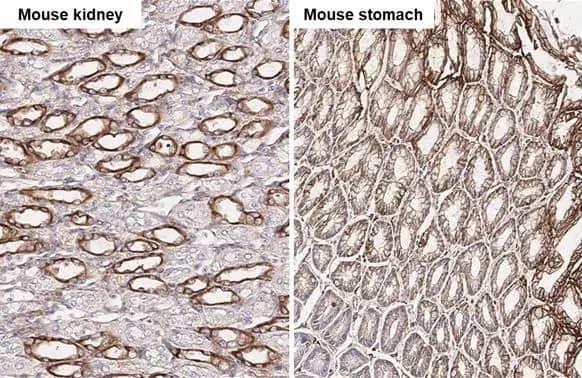 uPAR Antibody (HL2169) - Azide and BSA Free