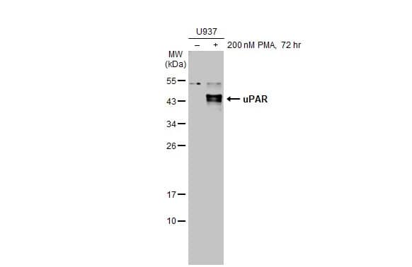 uPAR Antibody (HL2169) - Azide and BSA Free