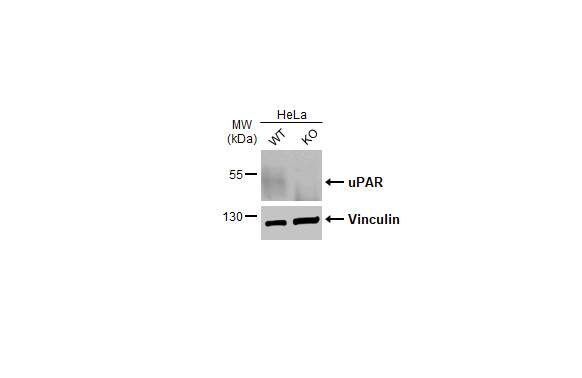 uPAR Antibody (HL2169) - Azide and BSA Free