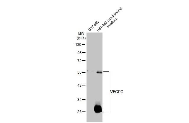 VEGF-C Antibody (HL2289) - Azide and BSA Free