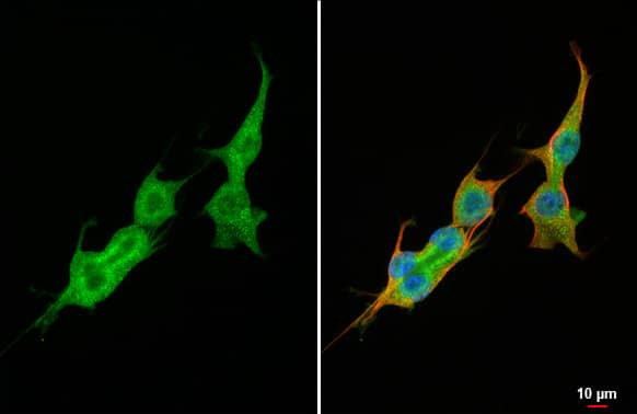 VEGF-C Antibody (HL2289) - Azide and BSA Free