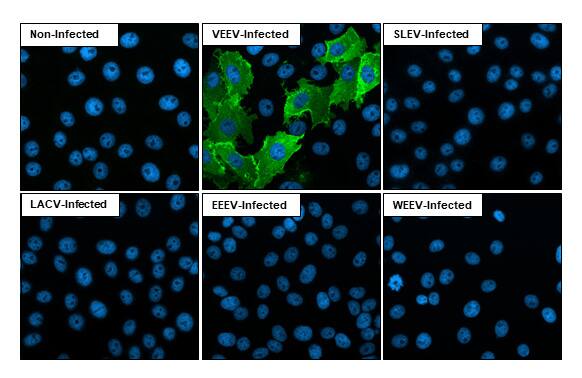 Venezuelan Equine Encephalitis Virus NSP1 Antibody (HL1472) - Azide and BSA Free