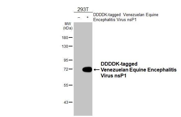 Venezuelan Equine Encephalitis Virus NSP1 Antibody (HL1472) - Azide and BSA Free