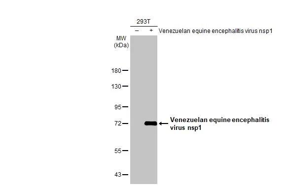 Venezuelan Equine Encephalitis Virus NSP1 Antibody (HL1593) - Azide and BSA Free