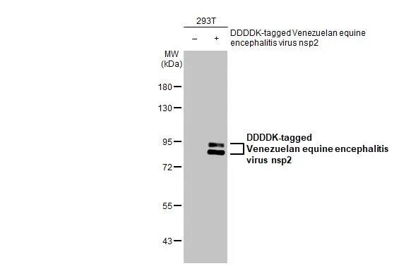 Venezuelan Equine Encephalitis Virus NSP2 Antibody (HL1919) - Azide and BSA Free