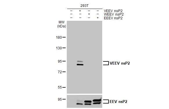Venezuelan Equine Encephalitis Virus NSP2 Antibody (HL1919) - Azide and BSA Free