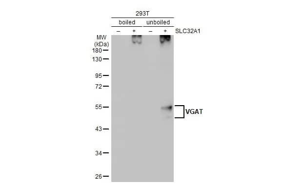 VIAAT/SLC32A1/VGAT Antibody (HL1615) - Azide and BSA Free