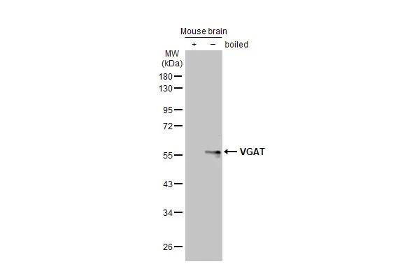 VIAAT/SLC32A1/VGAT Antibody (HL1615) - Azide and BSA Free