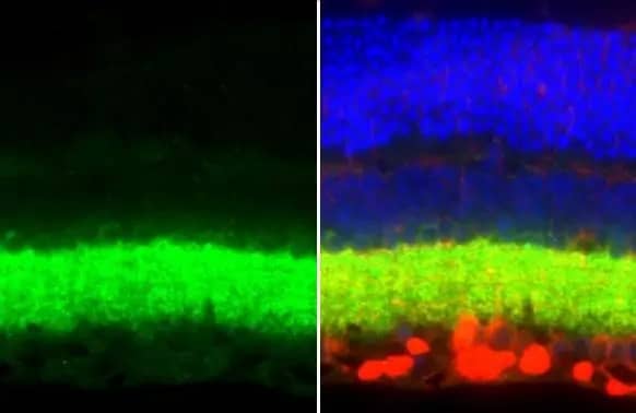 VIAAT/SLC32A1/VGAT Antibody (HL1616) - Azide and BSA Free