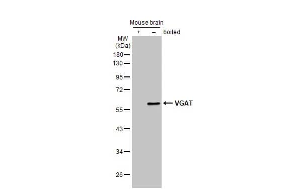 VIAAT/SLC32A1/VGAT Antibody (HL1616) - Azide and BSA Free