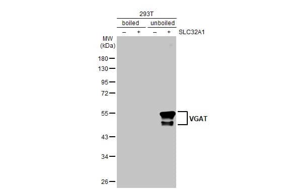VIAAT/SLC32A1/VGAT Antibody (HL1616) - Azide and BSA Free