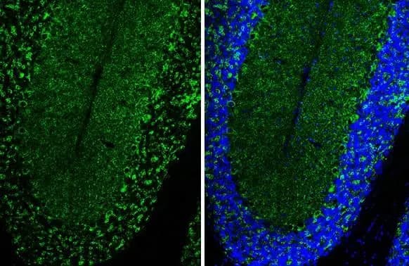 VIAAT/SLC32A1/VGAT Antibody (HL1616) - Azide and BSA Free
