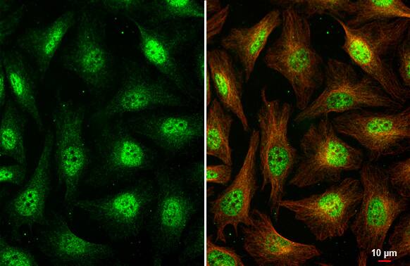 Virilizer Antibody (HL1719) - Azide and BSA Free