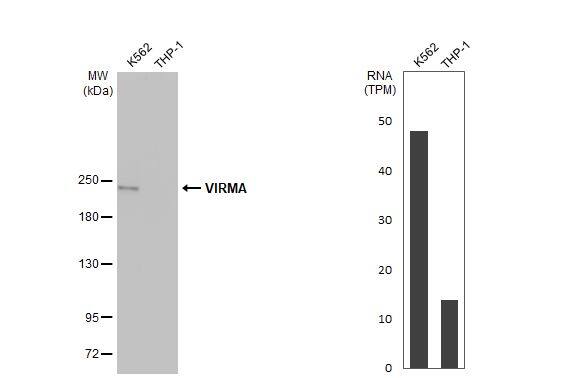 Virilizer Antibody (HL1719) - Azide and BSA Free